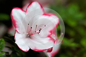 White azalea flower