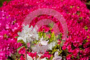 White azalea flowers