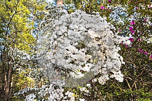 White Azalea Flowers In Bloom.