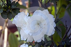 White Azalea flowers