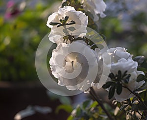 White Azalea flowers