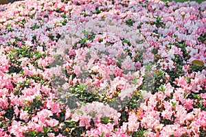 White azalea pink edge  field blooming in garden.background