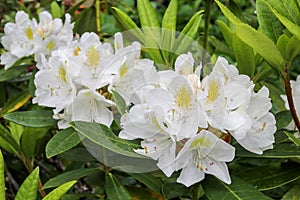 White azalea rhododendron