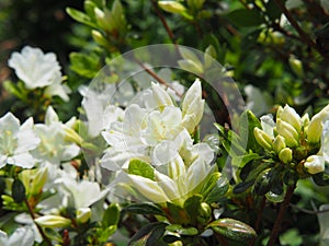 White Azalea - Rhododendron flowers