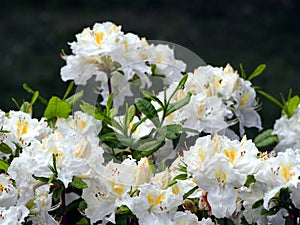 White Azalea - Rhododendron