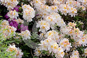 White azalea, Rhododendron bush in blossom