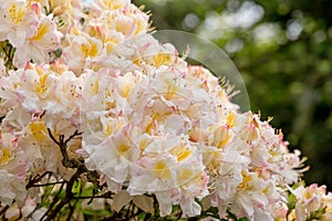 White azalea, Rhododendron bush in blossom