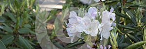 White azalea, rhododendron, flower close-up. evergreen, penny-loving plant