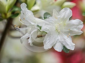 White Azalea Wildflowers