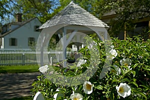 White Azaleas