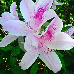 White Azaleas blooming