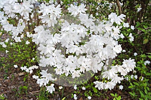 White Azaleas Flowers In Springtime.