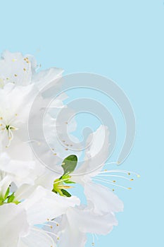 White azaleas with light blue background