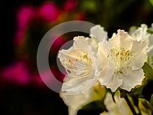 White Azaleas at Nezu Shirine