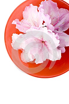 White Azaleas, red bowl, clipping path; from above