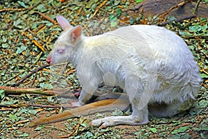 White baby albino wallaby