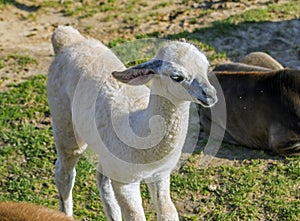 White baby alpaca