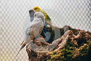 White and baby blue budgie standing on a rock