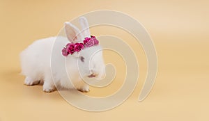 White baby bunny with red paper roses on own head while sitting over isolated orange background. Newborn rabbit with blossom