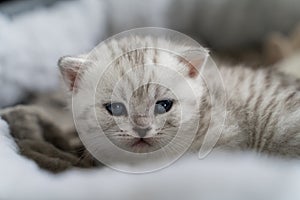 white baby cat with blue eyes look cute into the camera