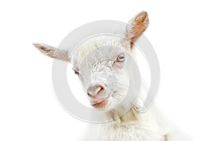 White baby goat