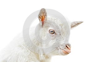 White baby goat