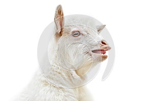 White baby goat