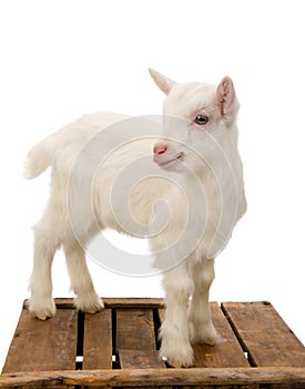 White baby goat on crate