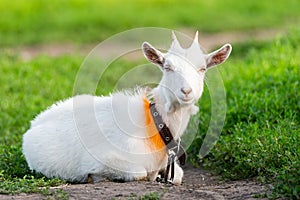 Goat on grass