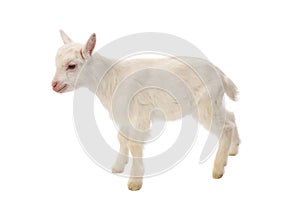 White baby goat isolated