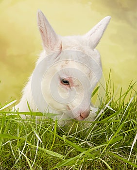 White baby goat in a meadow