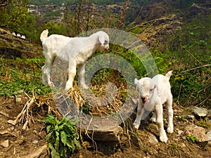 White baby goats in a rural village, trek in Himalaya mountain