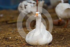 The white baby goose is rest in  farm garden,thailand