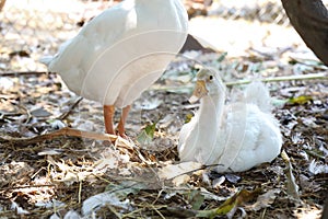 white baby goose rest under the tree at garden farm in thailand photo