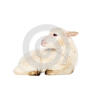 White baby lamb