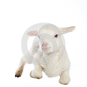 White baby lamb