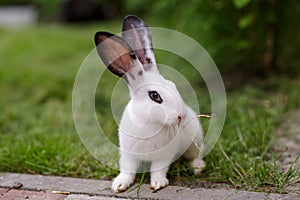 White rabbit in summer day on the field. White baby bunny on a grass photo