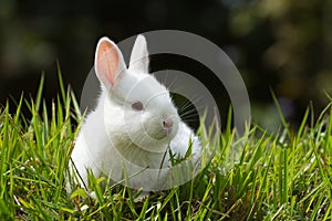 White baby rabbit in grass