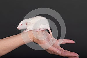 White baby rat closeup