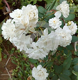 White baby roses Rosa banksiae Lady Banks\' rose  Banks\' rose