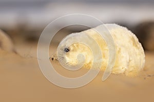 a white baby seal laying on top of a sandy beach