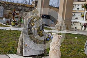 White back dog waits on the grave