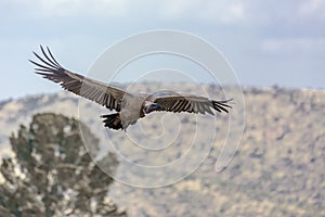 White back vulture in Vulpro rehabilitation center, South Africa