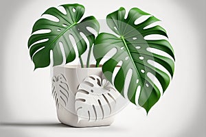 White backdrop with an isolated Monstera Delicia plant in a white platic container photo