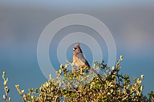 White Backed Mousebird