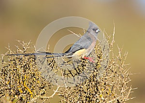 White Backed Mousebird