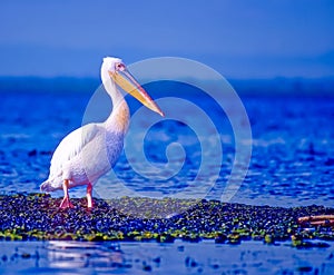 White backed pelican in Kenya