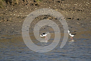 White-backed stilt fishisg in the lagoon