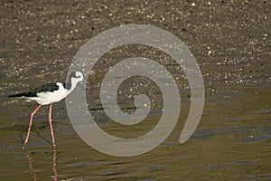 White-backed stilt fishisg in the lagoon