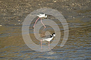 White-backed stilt fishisg in the lagoon